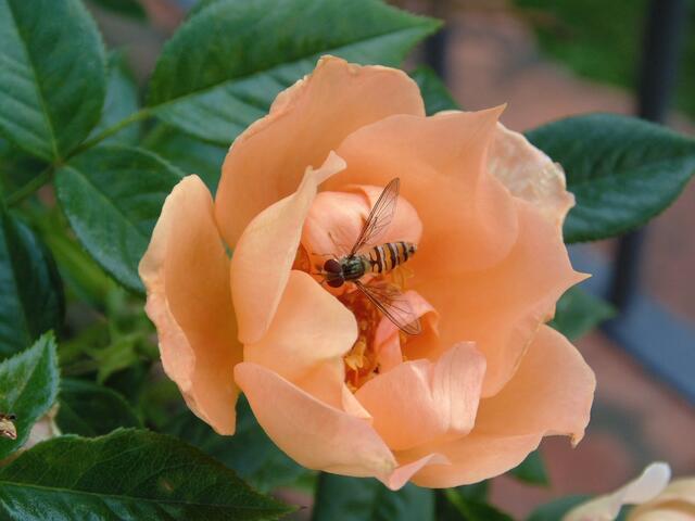 Rose in Schloss Scherneck