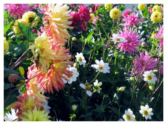Dahlien