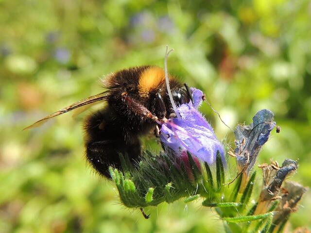 Sommer im Garten