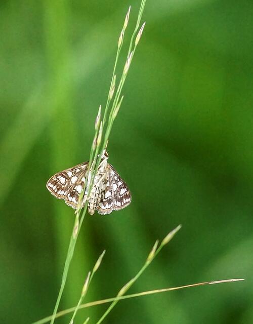 Eine weitere Ausflugsentdeckung: In großer Anzahl umflatterten Seerosenzünsler (Elophila nymphaeata) das Biotop nahe Scherenbostel in der Wedemark.