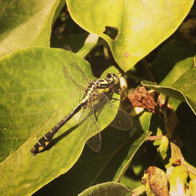 dragonfly