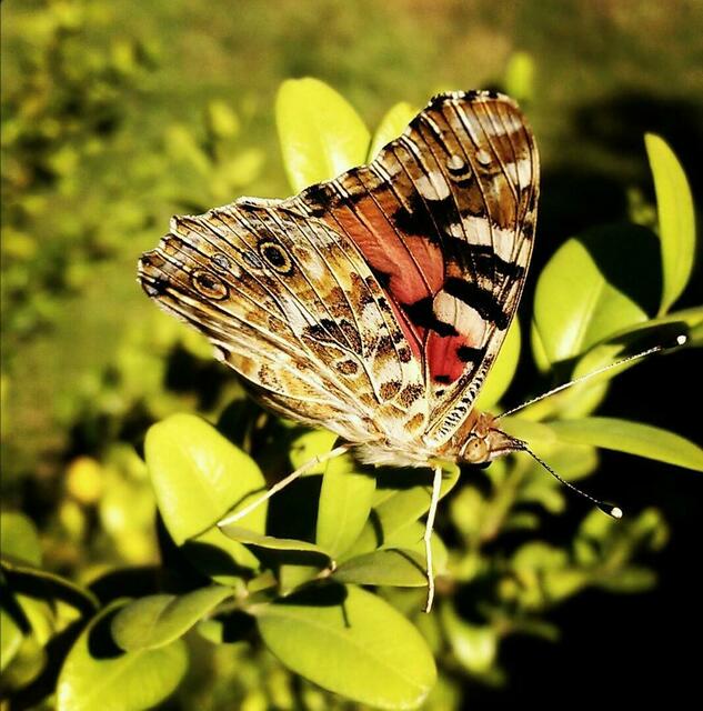 butterfly