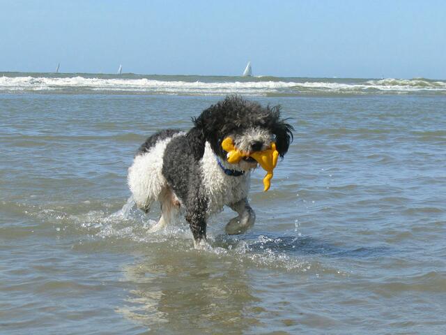 Der Wasserhund in seinem Element.