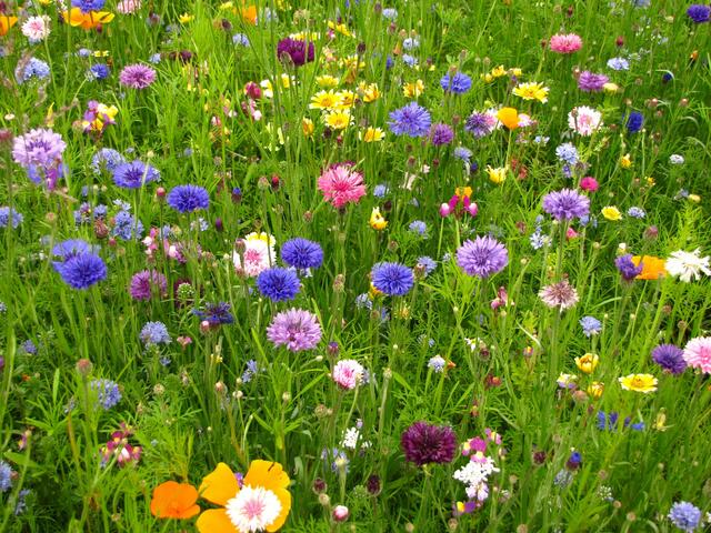 Blumenwiesenteppich.
