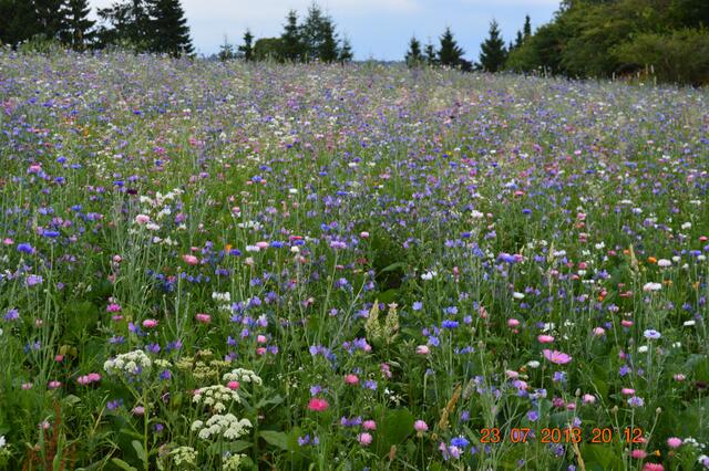 Blumenwiese