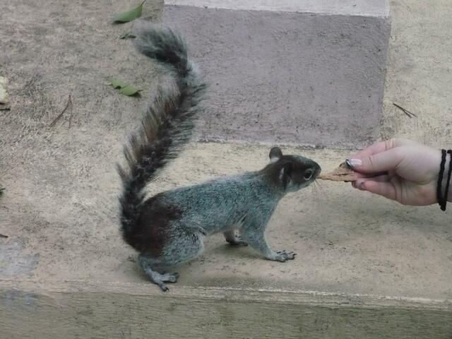 Die mexikanischen Eichhörnchen