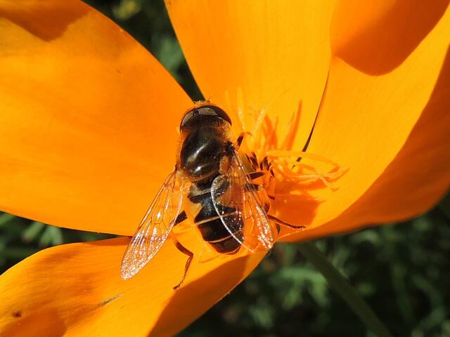 sommerliche Gartenfreuden