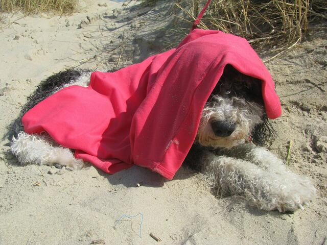 Bonito am Hunde-FKK-Strand in Holland.