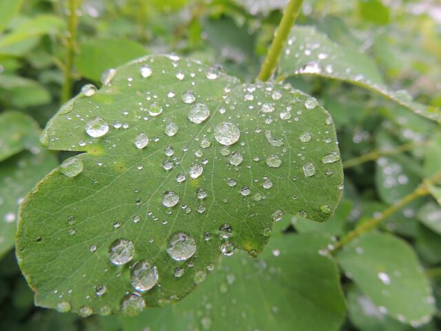 ... auch Regen kann sehr "fotogen" sein ...