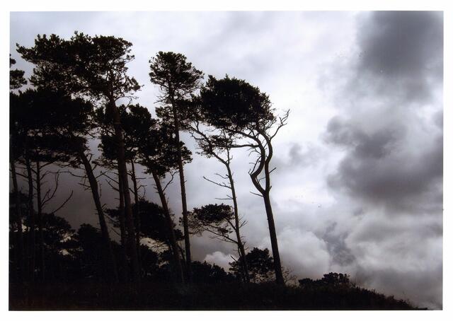 Westwind