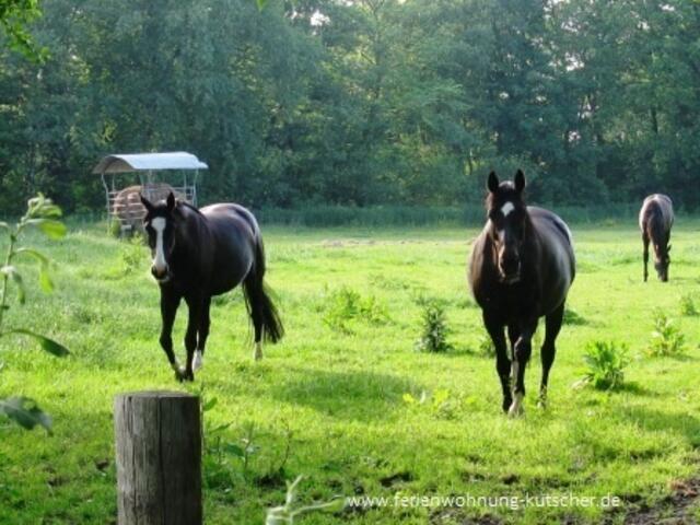 Der "Ostfriesland Wanderweg" führt entlang an Wiesen und Felder ...