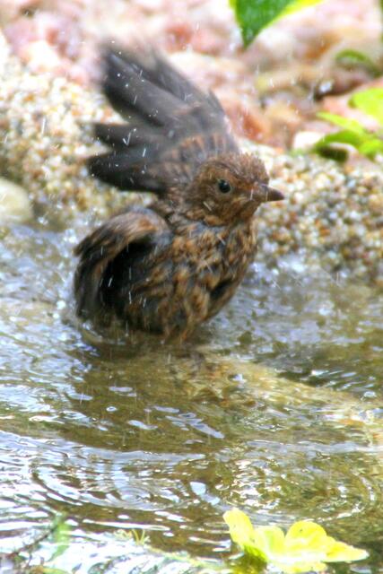 Amsel beim Bade ...