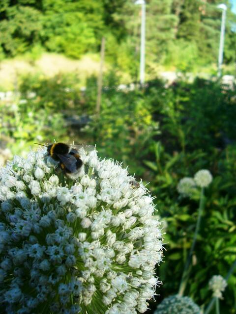Lauchblüte mit Hummel