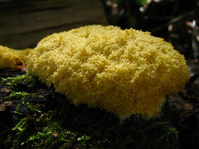 ..... "Dog vomit slime" - Hundekotze".......