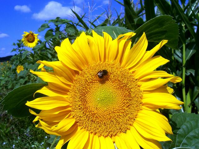 Sonnenblume mit Käfer