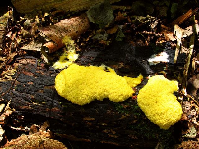 ....."Flower of sulphur" - Schwefelblüte oder "caca de luna" – "Mondkacke" genannt!!