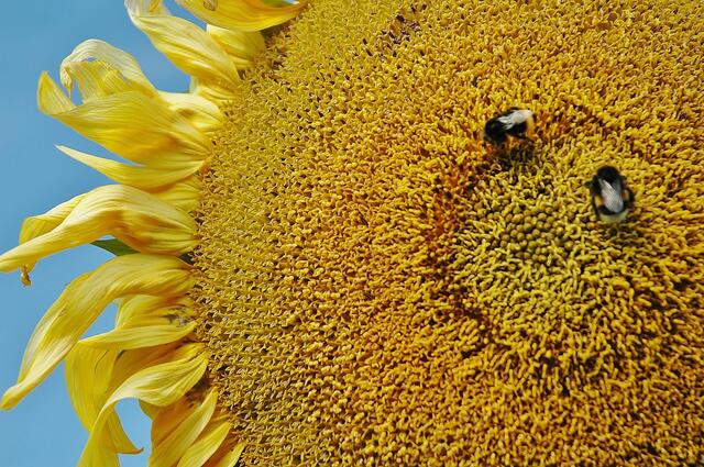 Sommer, Sonne, Sonnenblume