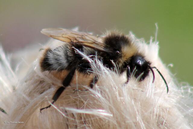 Eine Etage tiefer wühlte sich diese Hummel brummend durch eine Pusteblume.