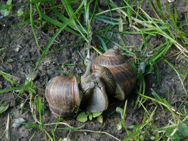 Schneckensex