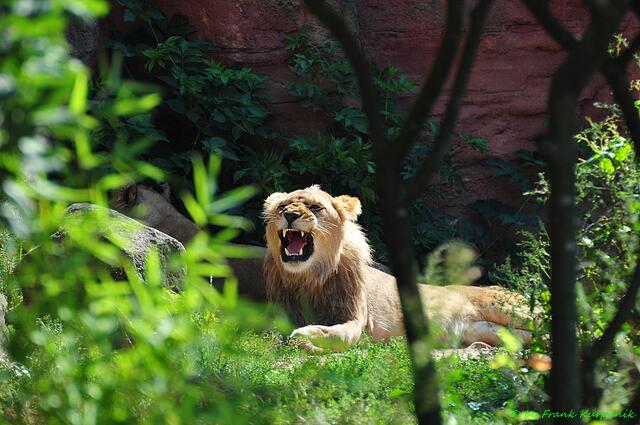 Ein Urlaubstag, im Zoo von Hannover