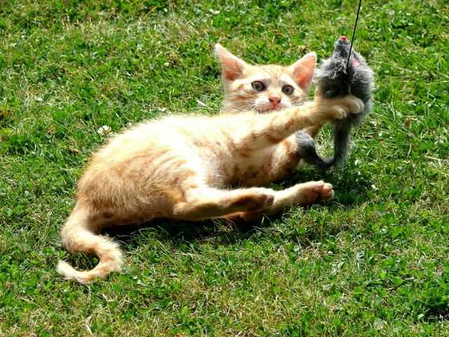 Sommer hin, Sommer her, die Maus gehört mir!