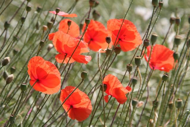Mohn im Wind