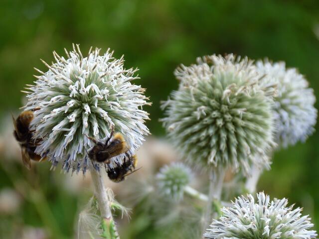 stachelig