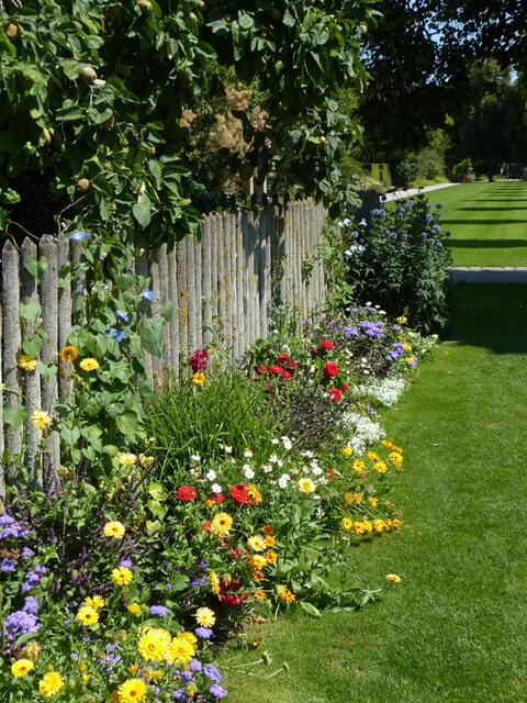 Sommerblumen - Bauerngarten