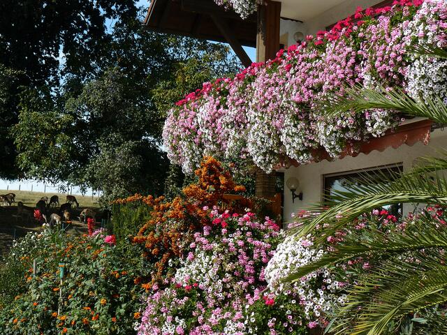 Sommer auf dem Bauernhof