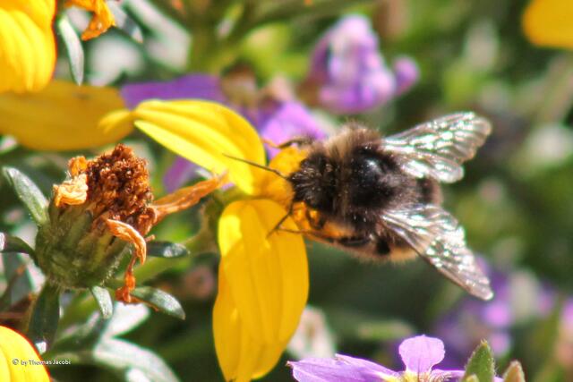 Noch eine Hummel. :-)
