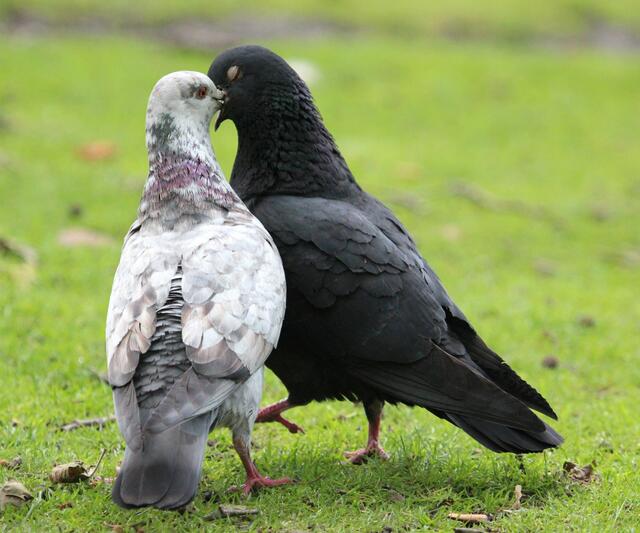 Liebe ist... sich innig küssen...