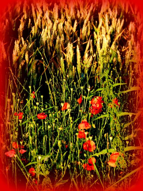 Sommerliebe