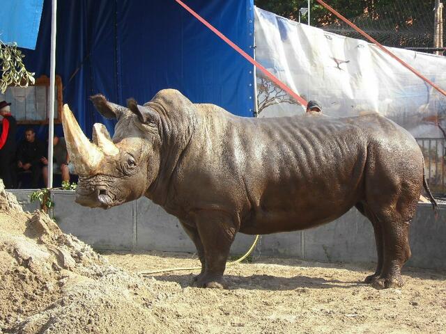 Wenn man ihm so nah ist, bekommt man erst einmal ein Gefühl dafür, welche Größe und Macht so ein Tier ausstrahlt. Ein Star im Circus Krone, der Nashornbulle TSAVO.