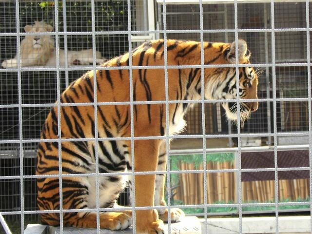 Simba die Tigerin im Vordergrund hat sich entschlossen, King Tonga (hinten links) die Foto-Show zu klauen.