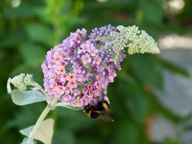 Hummel-Flieder
