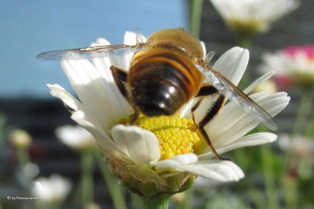 Schwebfliege, genauer...