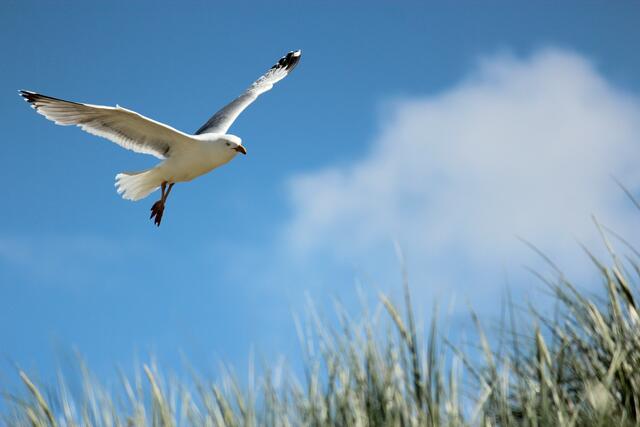 Im Landeanflug