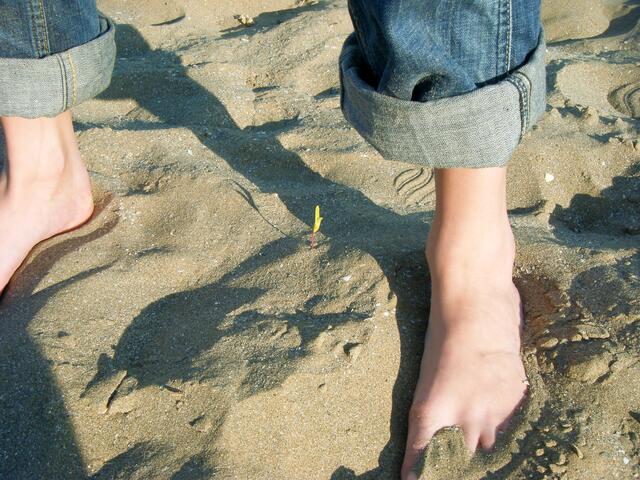 Winziges Leben am Strand