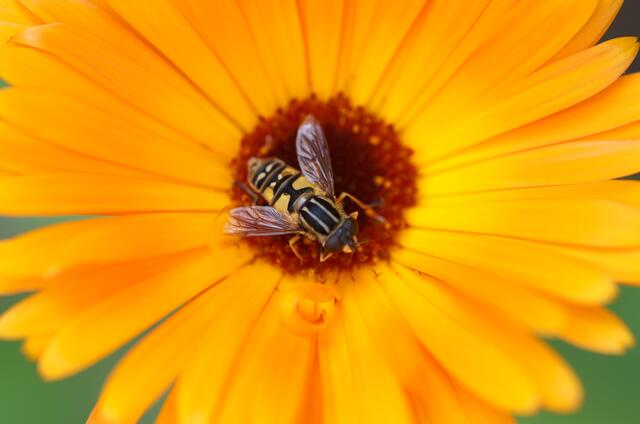 Sommergast im Sommergarten