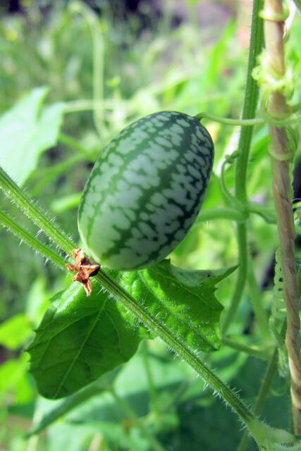 Die kleinen, gelben Blüten sind eher unscheinbar und dann kommt bald das Gürkchen.