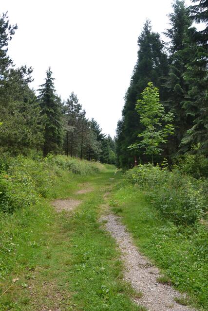 Unterwegs auf dem Indianerpfad im WeltWald bad Grund (Foto: Katja Woidtke)
