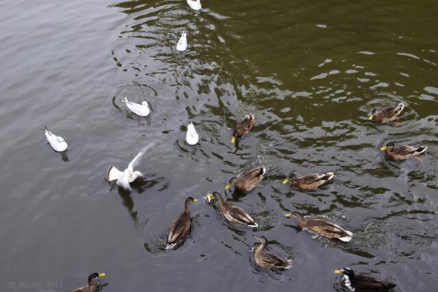 Diesmal hat die Ente gewonnen ...