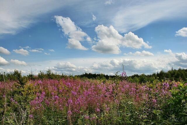 Sommerwald