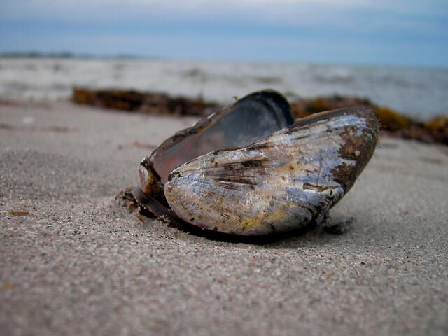 Stillleben am Strand !