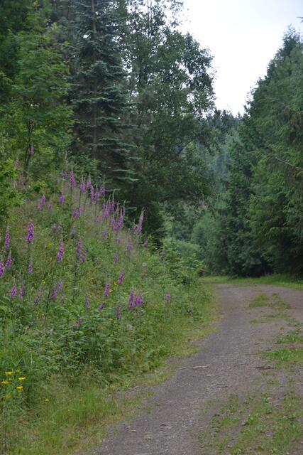 Indianerpfad im WeltWald Bad Grund (Foto: Katja Woidtke)
