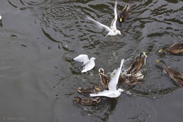 Diesmal hat die Ente gewonnen ...