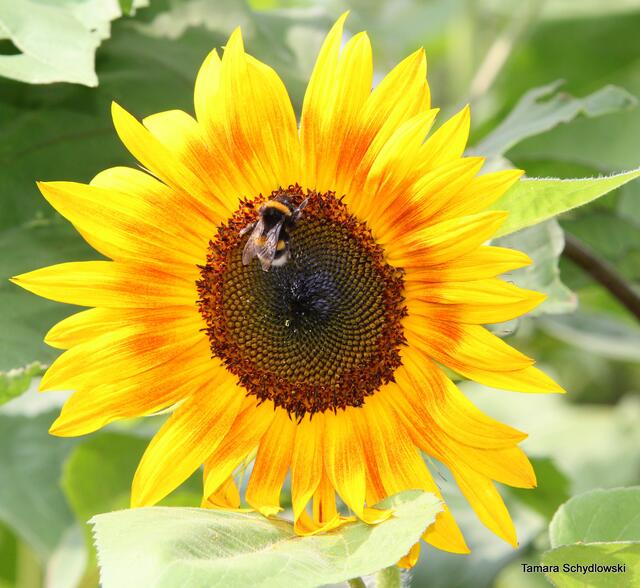 Eine Sonnenblume mit Besucher