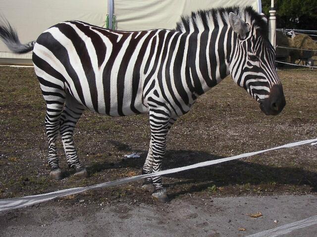 Auch dem jungen Zebra gefällt es im Circus Krone. Kein Wunder, hat man hier doch wirklich alles im Griff, um den Tieren ein artgerechtes Zuhause zu bieten. Selten habe ich soviel Luxus im Bereich der Tierhaltung gesehen.