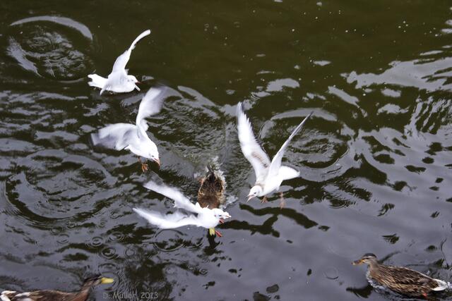 Der Ente grade mal so weggeschnappt.