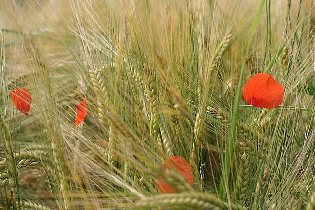 Sommerwind